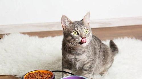 娱乐吃瓜酱29岁猫咪,揭秘宠物界的长寿传奇