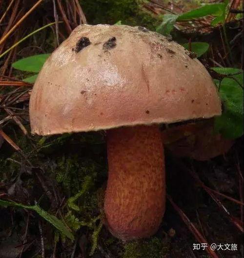 娱乐吃瓜酱野生字幕菌